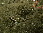 Odontopyxis trispinosa